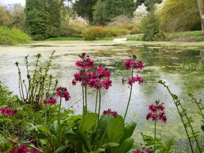 a group of pink flowers in front of a pond at The Stables in Carsethorn