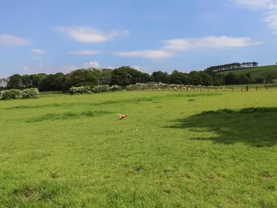 a dog walking in a field of green grass at Cleugh Lodge in Lockerbie