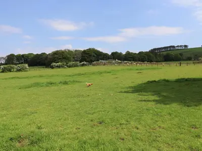 a dog in a field of grass with a fence at Dryfe Lodge in Lockerbie