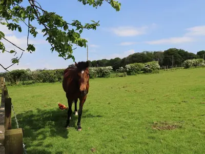 a brown horse standing in a field of grass at Dryfe Lodge in Lockerbie