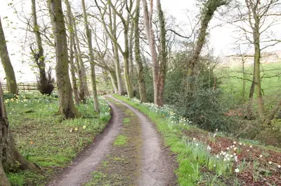 a dirt road in a forest with trees and flowers at High House, Southwaite in a rural setting with countryside views, garden with BBQ & hot tub in Southwaite