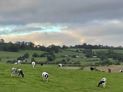 a herd of cows grazing in a green field at Farm stay caravan on working farm in Dacre