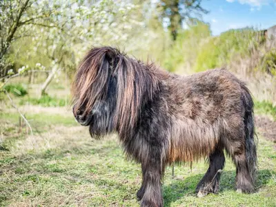 a small hairy dog standing in a field at Hollow Creek Cottage - 28012 in Rockcliffe