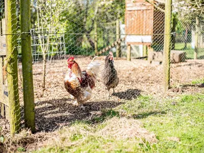 two chickens walking in a fenced in area at Hollow Creek Cottage - 28012 in Rockcliffe