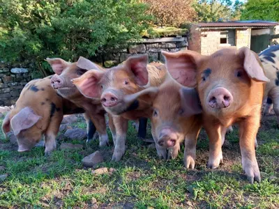 a group of four pigs standing in the grass at Johnby Hall in Penrith