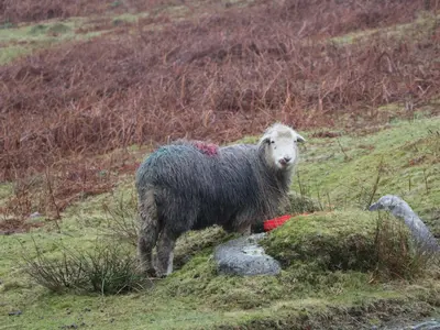 a sheep standing on a hill in a field at The Paddock in Keswick