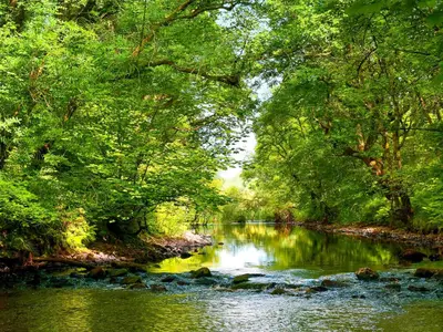 a river in the middle of a forest at Quiet in Whauphill