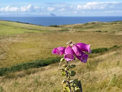 a purple flower on the side of a field at Seascape Barn in Kirkcolm