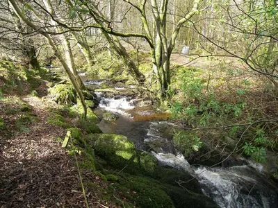 a stream in a wooded area with trees and a river at Rowantree Cottage in Gatehouse of Fleet