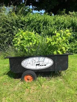 a black wheelbarrow filled with plants in the grass at Wee Dipper Cottage Maybole in Maybole