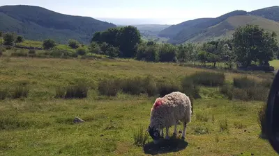 a sheep standing in a field eating grass at Roses Cottage cosy countryside home with open fire and mountain views near Scafell in Santon Bridge