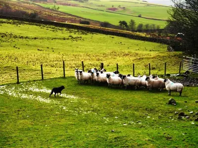a herd of sheep in a field with a dog at Laghead Steading Cottage in Gatehouse of Fleet