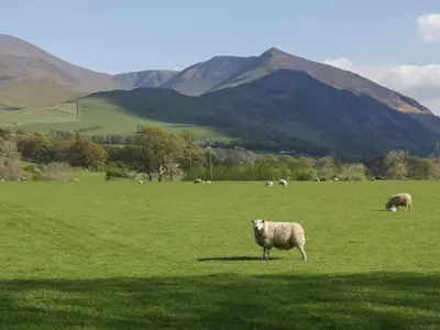 a herd of sheep grazing in a green field at Canadian Cabin 37 in Keswick