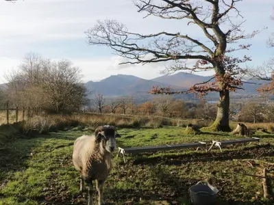 a sheep standing in a field next to a tree at Elm Lodge in Keswick