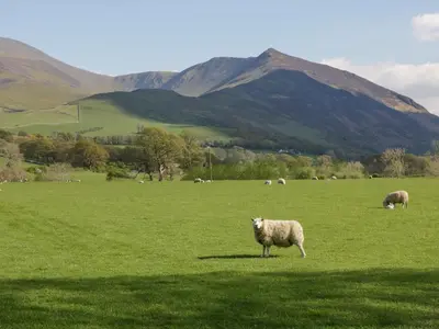 a herd of sheep grazing in a green field at Greta House in Keswick