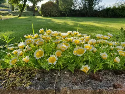 a bunch of yellow and white flowers in a garden at Ash Cottage in Stranraer