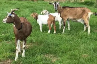 a group of goats standing in a field of grass at The Stable at Clauchan Holiday Cottages in Gatehouse of Fleet