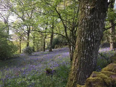 a field of bluebells in the woods at Willow Cottage, Gilchristland Organic Farm in Closeburn