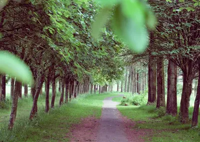 a dirt road with trees on either side at Bridge View in Annan