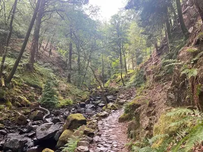 a stream in the middle of a forest at Hillside Cottage Eskdale Green in Beckfoot