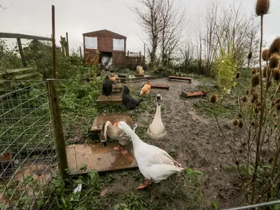 a group of ducks and chickens in a yard at Ballinorig Lodge in Cleator Moor
