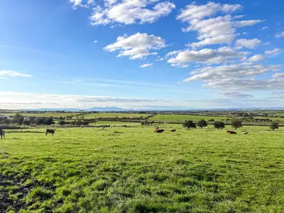 a group of cows grazing in a green field at Muirston Farmhouse - Uk44977 in Ayr