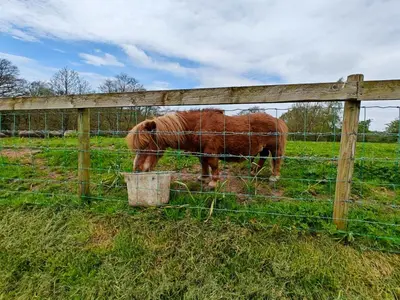 a horse in a field behind a fence at 1 Bed in Easton 56742 in Kirklinton
