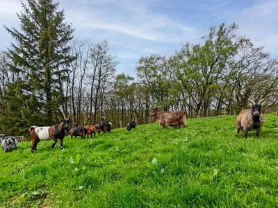 a herd of goats standing on a grassy hill at 1 Bed in Easton 56742 in Kirklinton