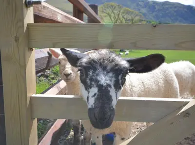 two sheep are looking through a wooden fence at 3 Bed in Bridekirk 85717 in Bridekirk