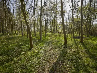 a path through a wooded area with trees at 2 Bed in Boltongate SZ396 in Mealsgate