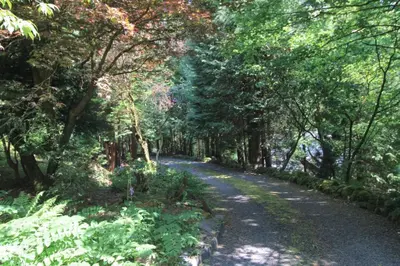 a dirt road in a forest with trees and plants at Daweswood, Patterdale, characterful with fairy tale garden and fell walks from the door in Patterdale