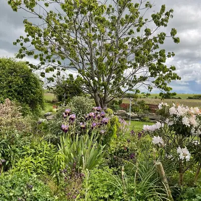 a garden with a tree and some flowers at The Wee Hoose in Dumfries