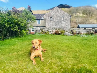 a brown dog laying in the grass in a yard at 3 Bed in Holmrook oc-sz313 in Boot