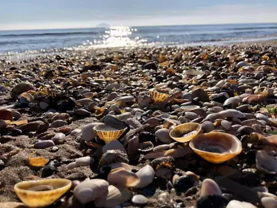 a beach filled with lots of shells and the ocean at 1 Bed in Turnberry 78071 in Girvan