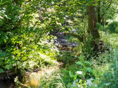 a stream in the middle of a forest with trees at 6 Bed in Workington oc-sz151 in Lamplugh