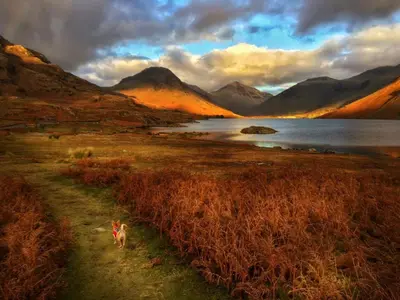 a dog walking in a field next to a body of water at 2 Bed in Wasdale oc-tcsz436 in Santon Bridge