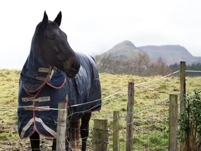 a horse wearing a blanket standing behind a fence at 3 Bed in Keswick oc-sz142 in Portinscale