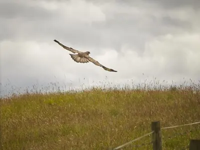 a bird flying over a field of grass at 3 Bed in Keswick oc-sz142 in Portinscale