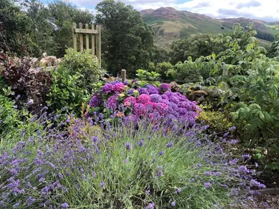 a garden with purple and pink flowers in a field at 4 Bed in Penrith oc-sz367 in Dockray