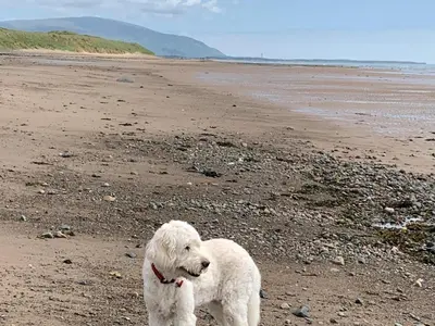 a white dog standing on a sandy beach at 2 Bed in Wasdale oc-sz077 in Santon Bridge