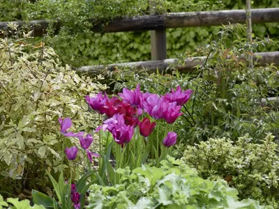 a bunch of purple flowers in a garden at 2 Bed in Keswick oc-sz188 in Keswick