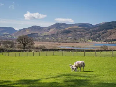 a sheep and a baby lamb standing in a field at 2 Bed in Keswick oc-sz199 in Applethwaite