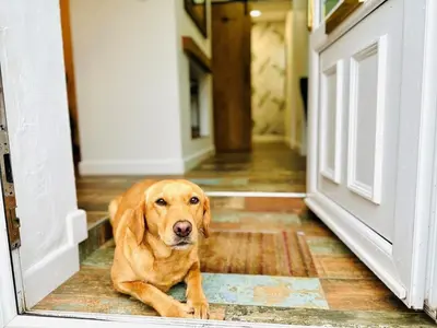 a brown dog laying on the floor in front of a door at 4 Bed in Seascale oc-85807 in Gosforth