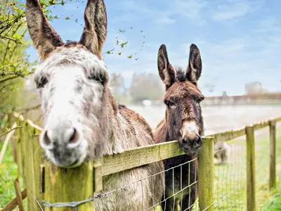 two donkeys are looking over a fence at 2 Bed in Dearham 91132 in Dearham