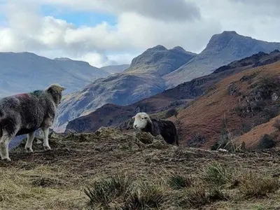 two sheep standing on a hill with mountains in the background at Grasmere View, stunning views over Grasmere Lake, ideal romantic break in Grasmere
