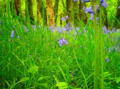 a field of blue flowers in front of a tree at 1 Bed in Lockerbie 93110 in Lockerbie
