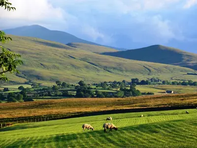 three animals grazing in a field with hills in the background at 2 Bed in Caldbeck 80562 in Caldbeck
