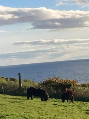 three horses grazing in a field near the ocean at ERIN NEAMH - Magnificent sea views cosy cottage in Cumbria in Harrington