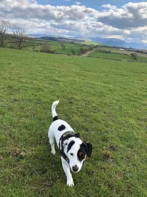 a black and white dog standing in a field at Barncroft: Dogs welcome, dog care services offered in Cockermouth