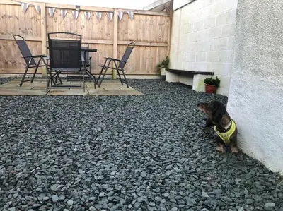 a dog is sitting on a gravel patio at Barncroft: Dogs welcome, dog care services offered in Cockermouth